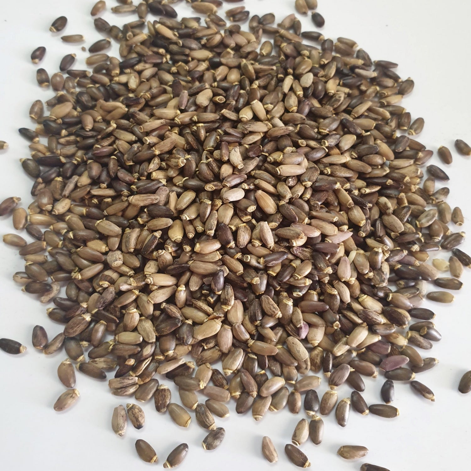 Milk Thistle Seed ( Dried & Wild Crafted )